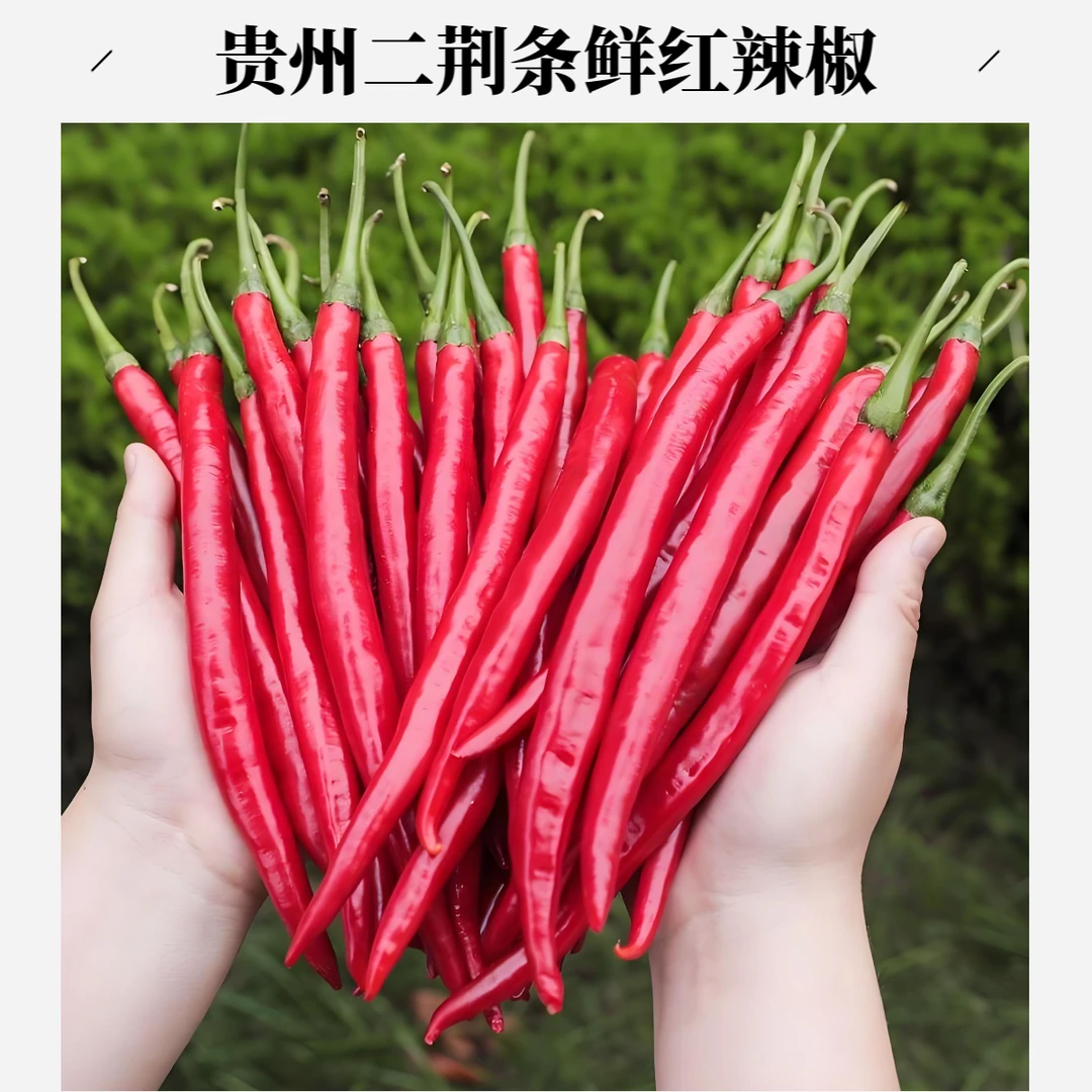 新鲜现摘红辣椒红线椒红二荆条可做剁椒辣椒酱