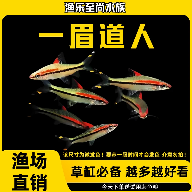 一眉道人鱼小型热带淡水观赏鱼群游耐活适合新手草缸混