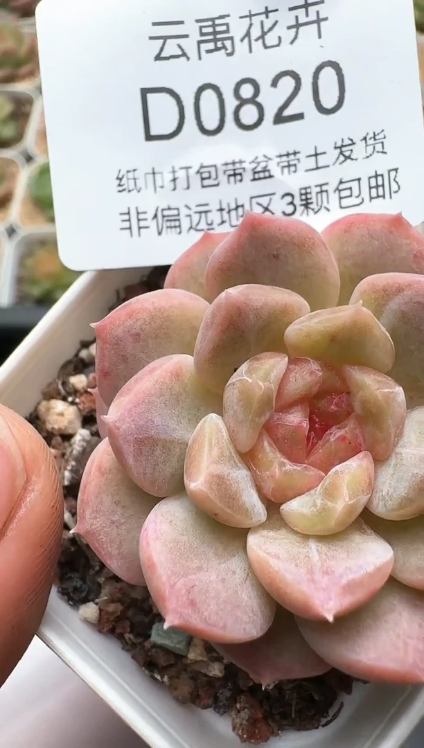 820D云禹多肉植物 带盆土纸巾打包 3颗包邮