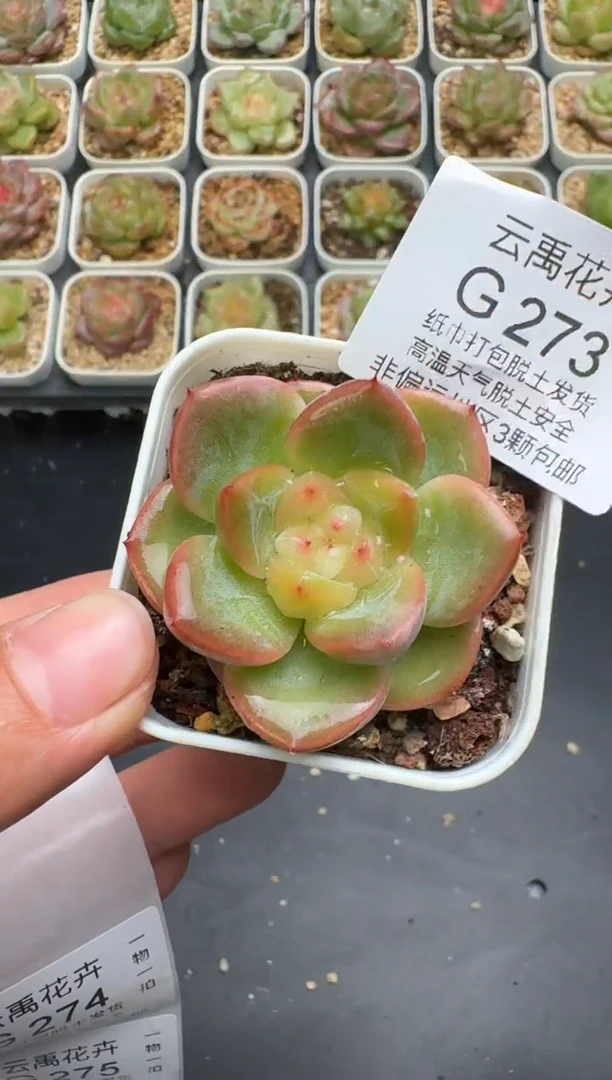 273G云禹多肉植物 脱土纸巾打包 3颗包邮