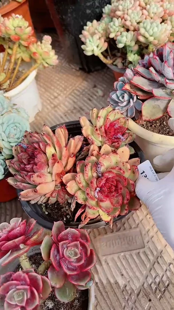 【闪购商品】13263