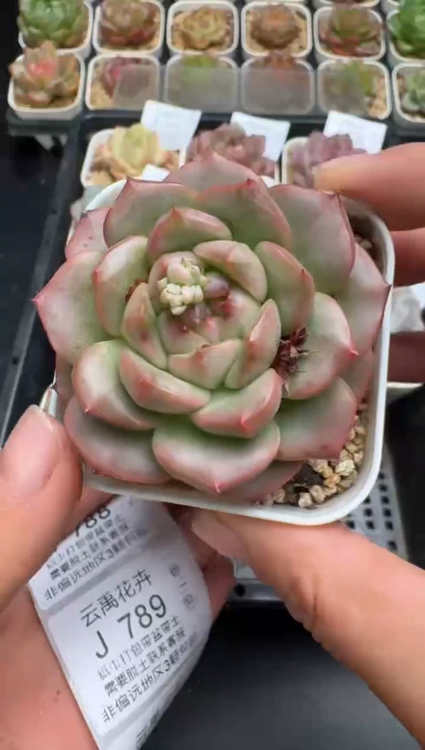 787J云禹多肉植物 带盆土纸巾打包 当天拍3颗包邮