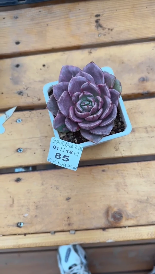 【闪购商品】0116-85黑玫瑰杂锦90#