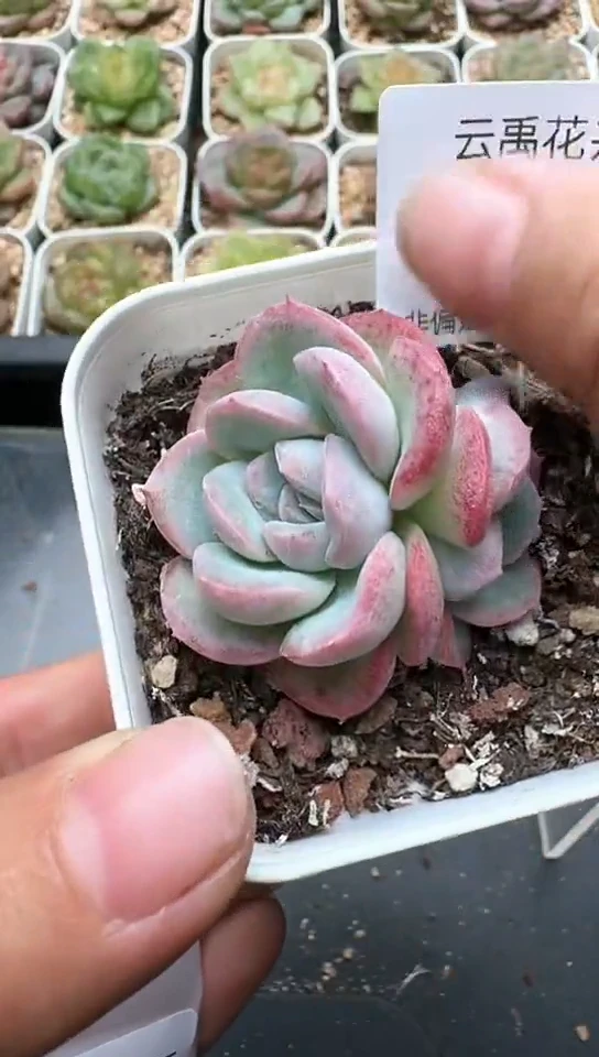 751F云禹多肉植物 默认脱土纸巾打包 3颗包邮