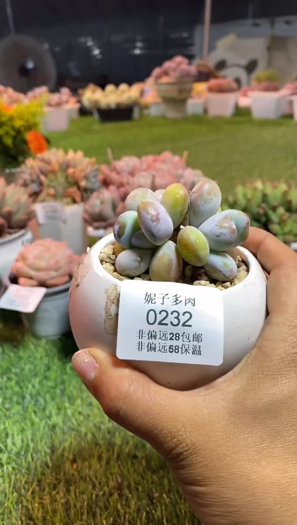 【闪购商品】0232a