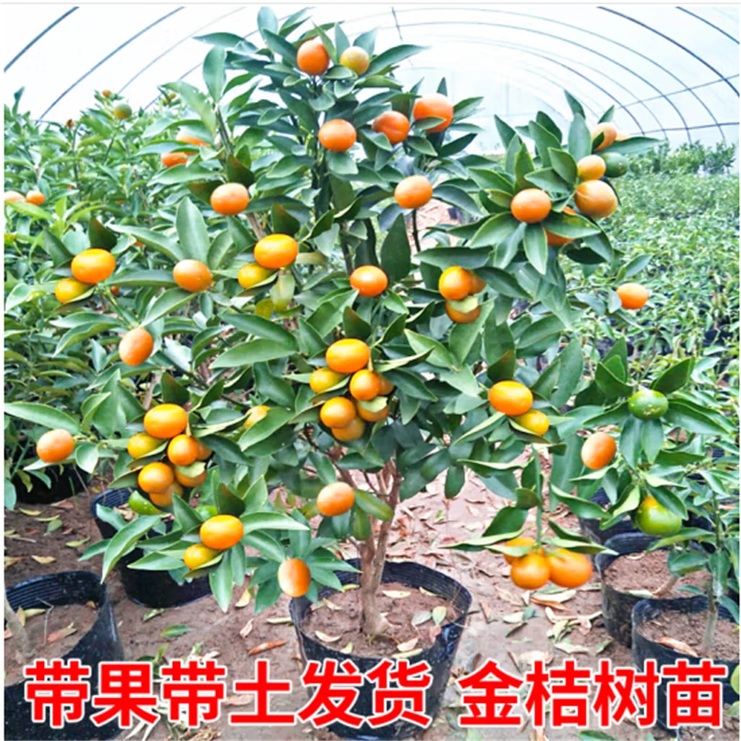 脆皮金桔带果发货盆栽树苗四季果树可食用橘子苗脆皮金橘室内常绿
