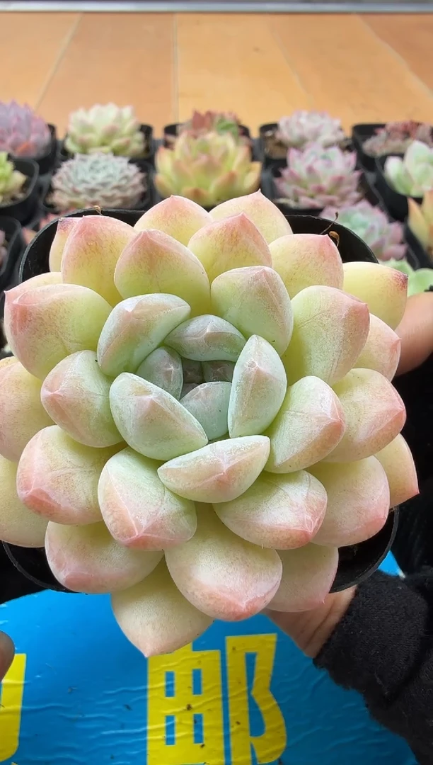 东云多肉园二店-74