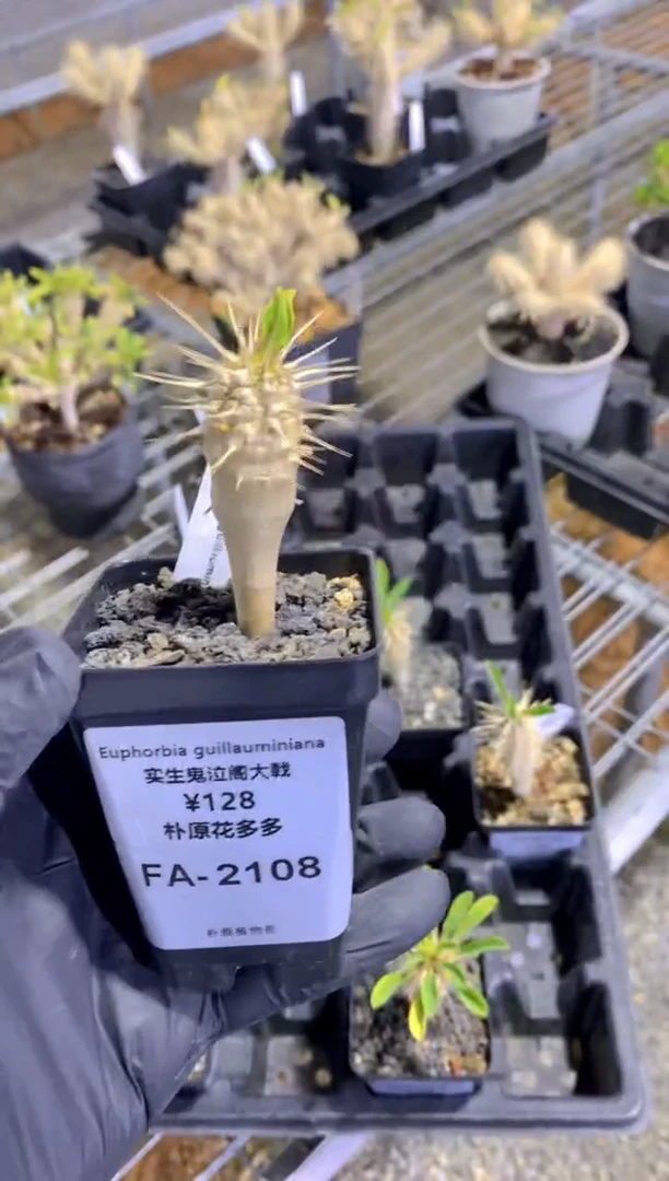 【闪购商品】鬼栖阁FB-2108