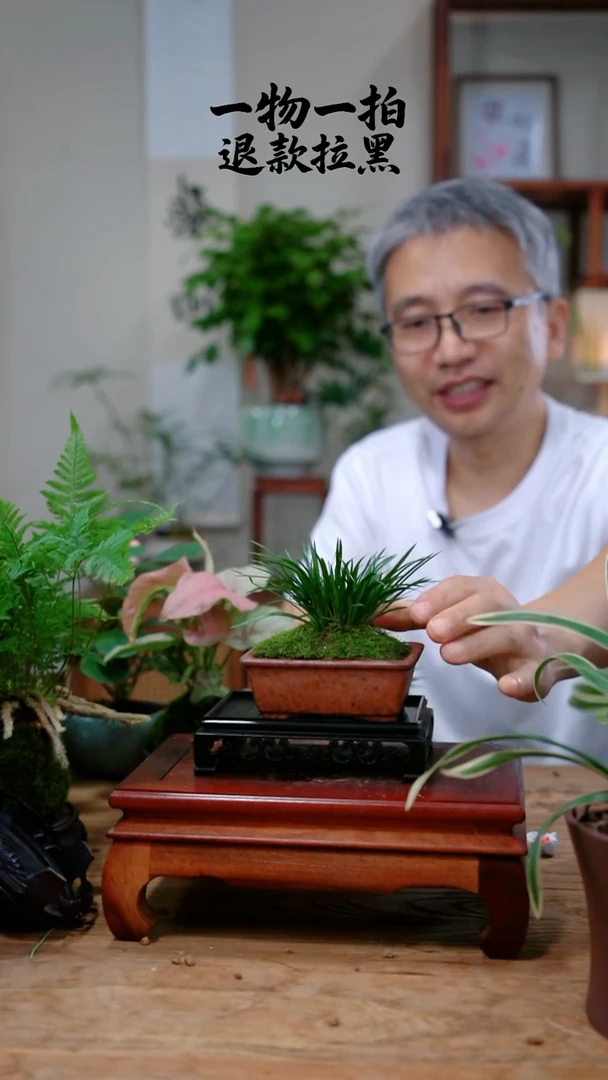 完全开放九****3菖蒲500