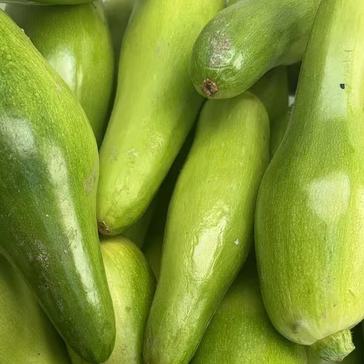 【明月果蔬】丑西葫芦三斤装