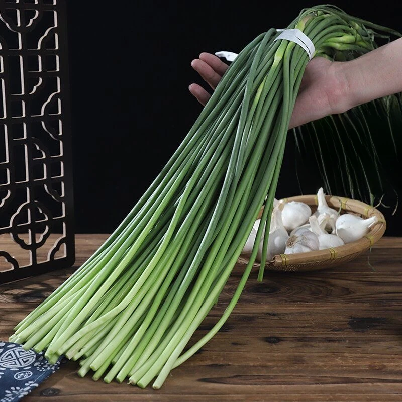 2025年新鲜蒜苔苍山白帽蒜苔农家自种蒜薹脆嫩甜山东特产现采现发