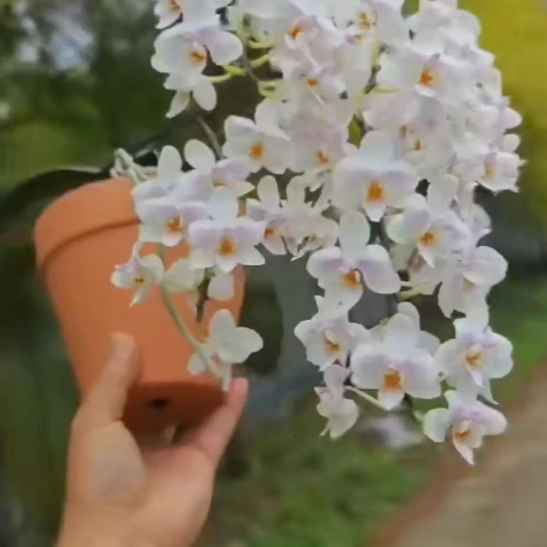 银叶西里贝斯交刘氏彩虹（3.5）轻微叶瑕多许空根