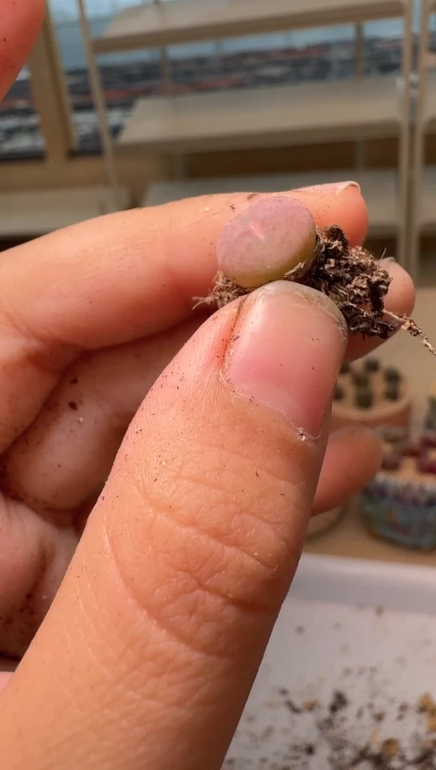 28-47多肉植物肉锥小粉蔓越莓