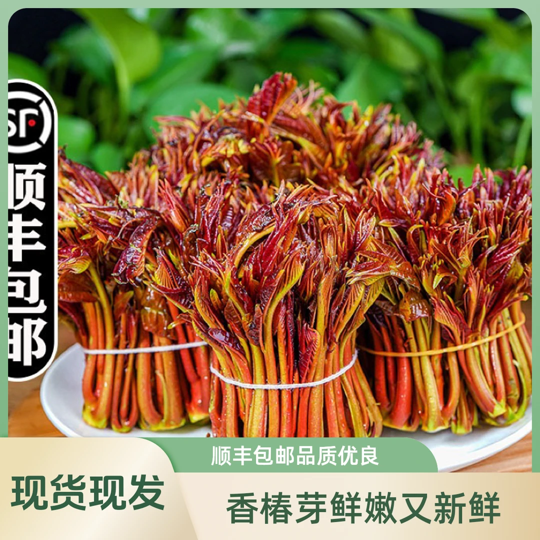 【顺丰包邮】香椿芽四川新鲜香春嫩芽露天红油大小春芽叶蔬菜