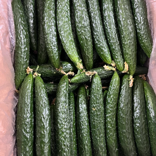 【小鱼儿生鲜超市】现摘现发新鲜采摘标榜黄瓜3斤/5斤【顺丰包邮到家】黄瓜同城送黄瓜同城配标榜黄瓜