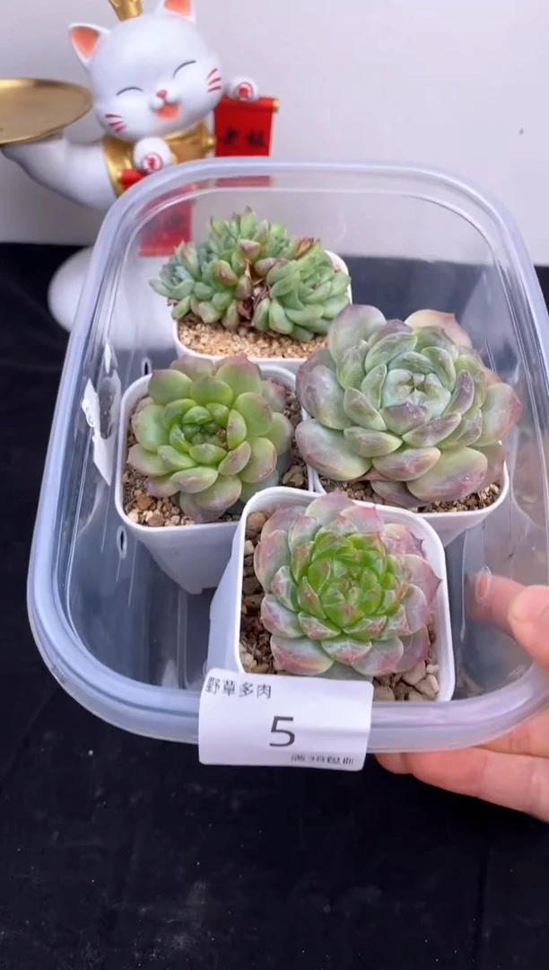 4棵一组一组包邮5号