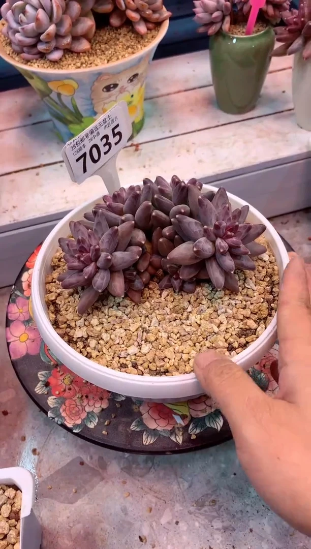 7035（一物一拍，精品多肉，w所见即所得 ）