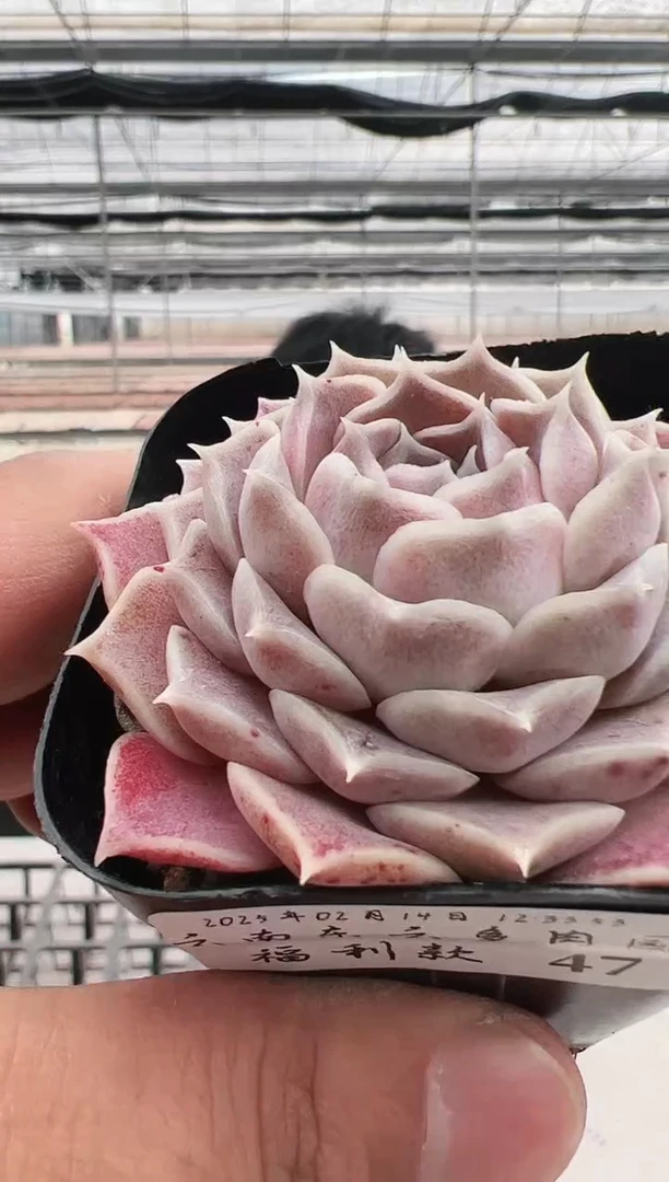 【闪购商品】福利多肉-47