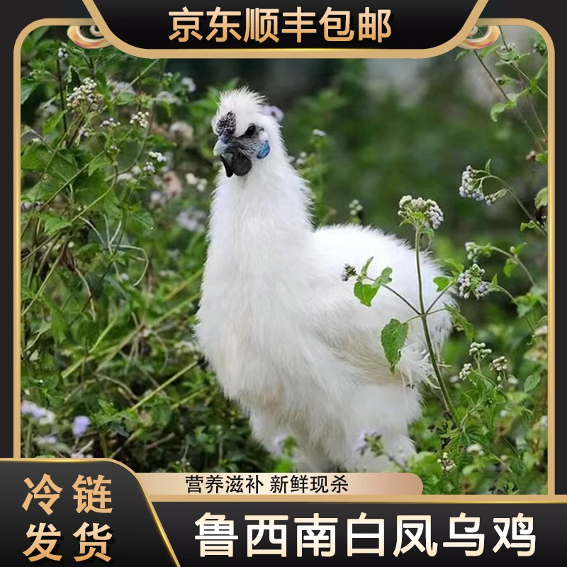 白凤乌鸡 肉质鲜嫩 净膛发货 3只净重5.7斤
