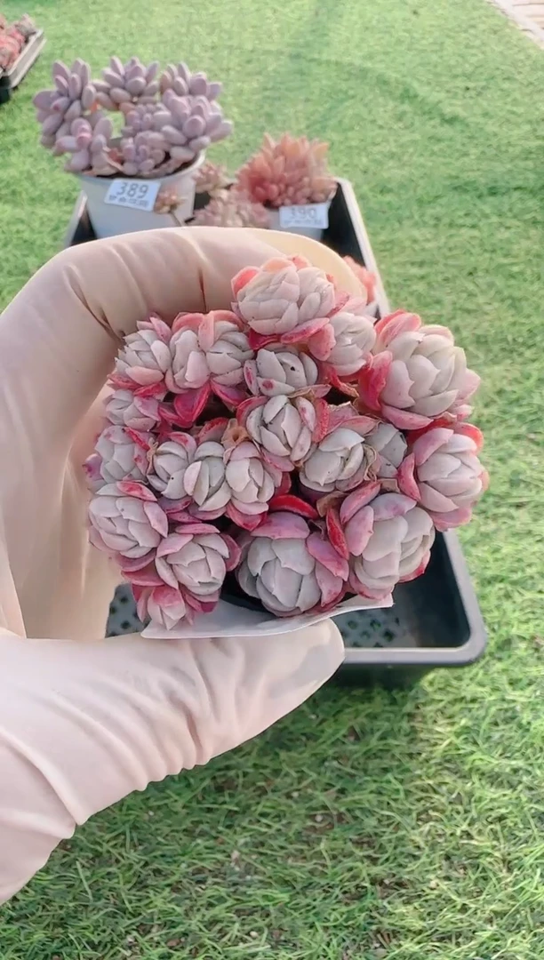 【闪购商品】梦会多肉一物一拍