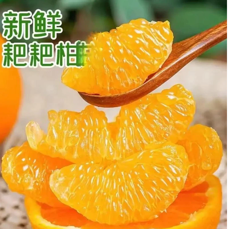 （顺丰）正宗四川春见耙耙柑新鲜采摘y2