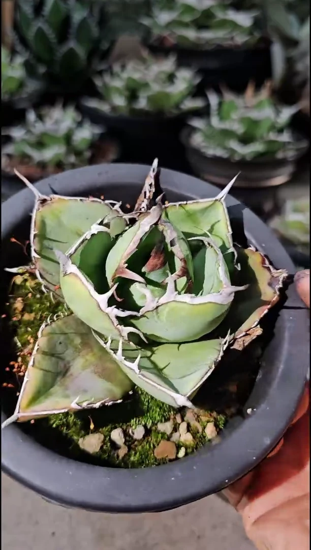 【绿肌籽播实生】有根苗 (直播竞拍 基因保证非组培)