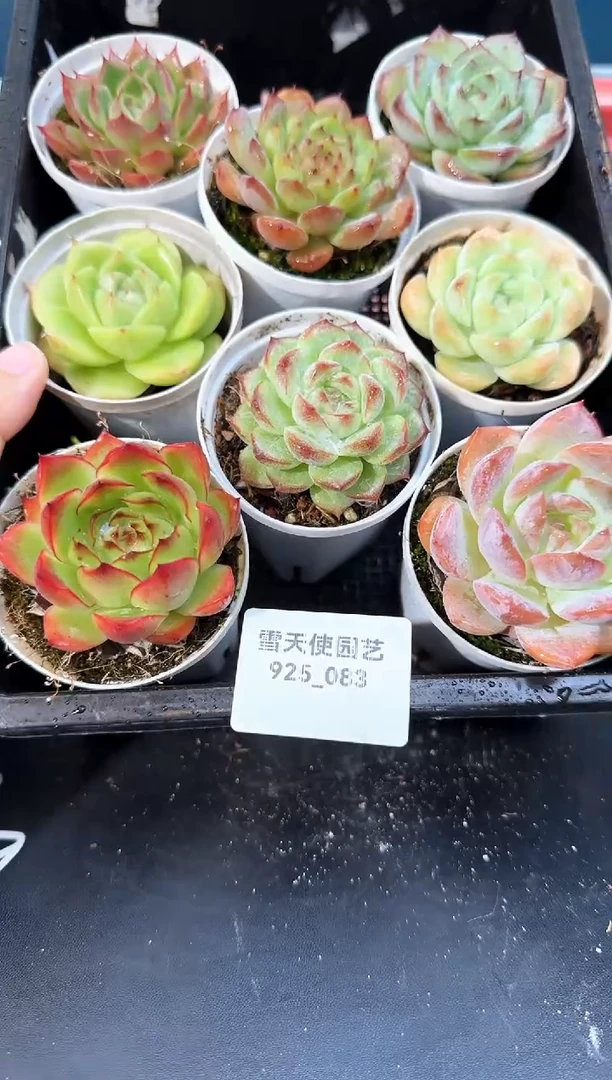 925-083多肉8颗