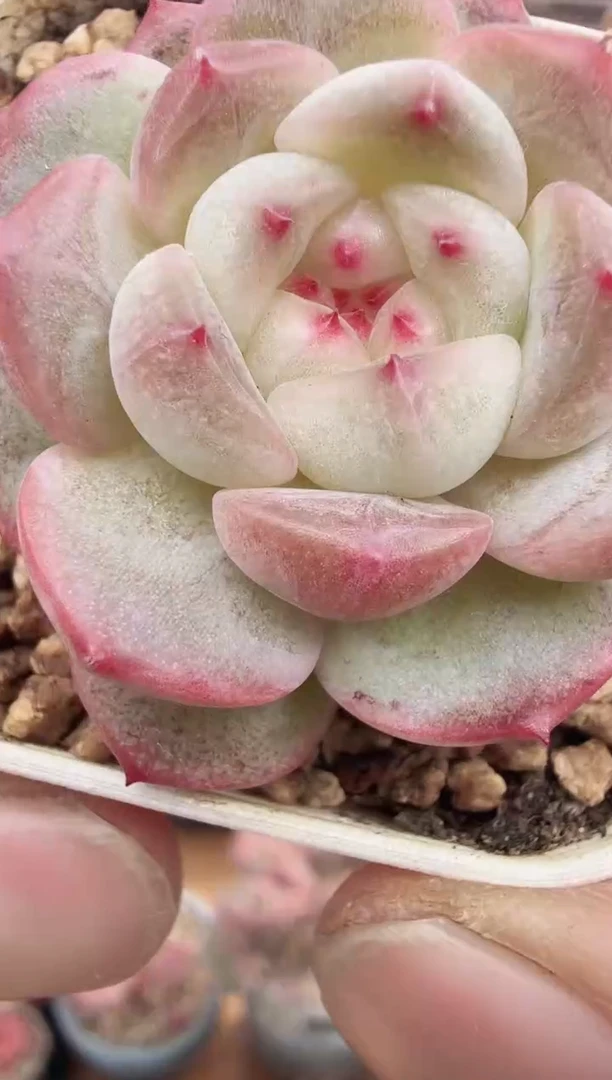 东云多肉园新款-186