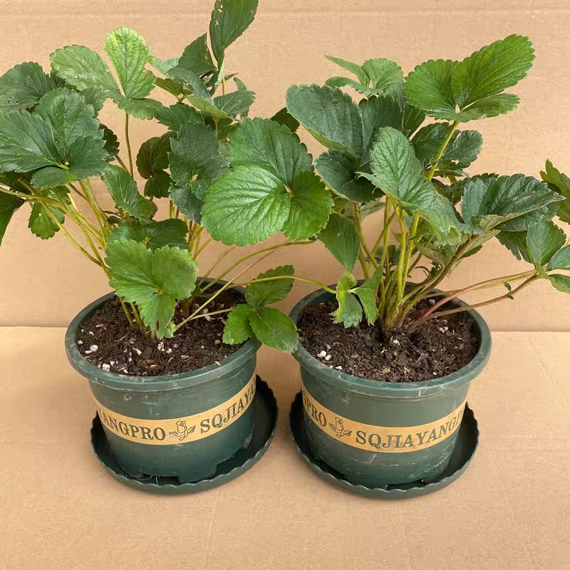 加仑盆盆栽草莓苗可食用四季结果奶油草莓苗红颜草莓原盆原土发货
