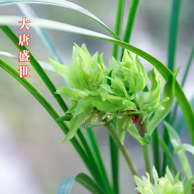 优兰雅香精选——大唐盛世（春剑名品）花期9月-次年2月，带花苞