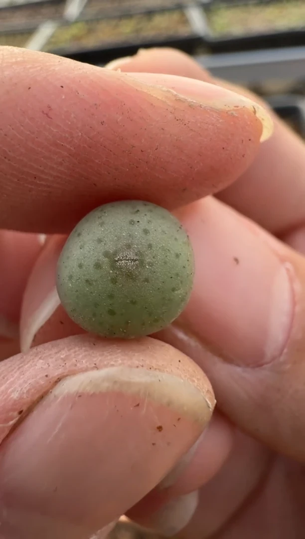 【闪购商品】7-461