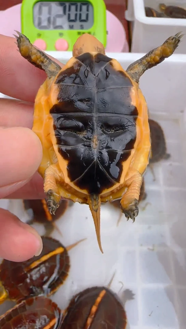 不分公母宠物龟25年血红安缘