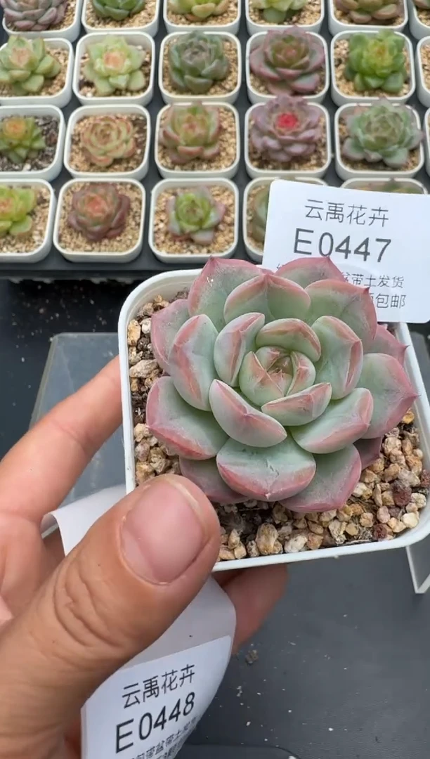 447E云禹多肉植物 带盆土纸巾打包 3颗包邮