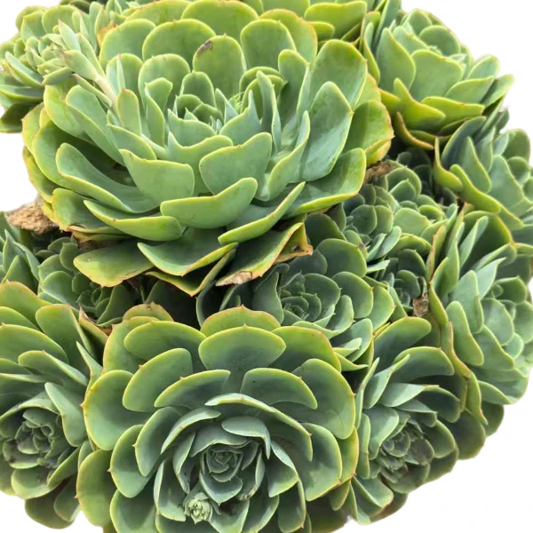 柠檬玫瑰 好看好养 多肉植物云南昆明发货精品多肉