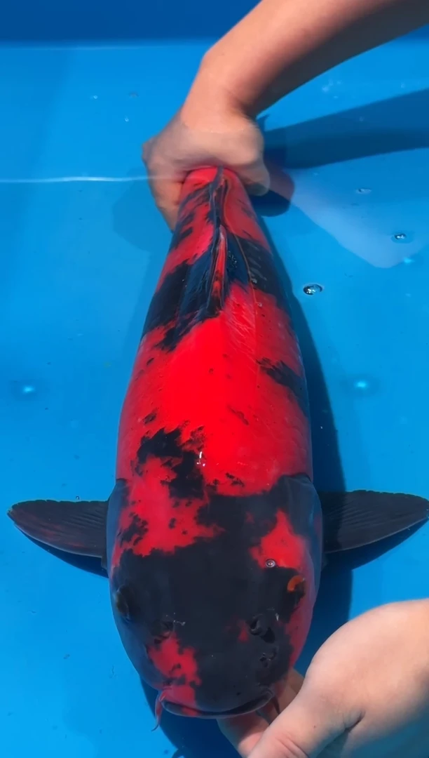 锦鲤佛山金隆锦鲤直播专用闪购链接，不支持7天无理由退货退款