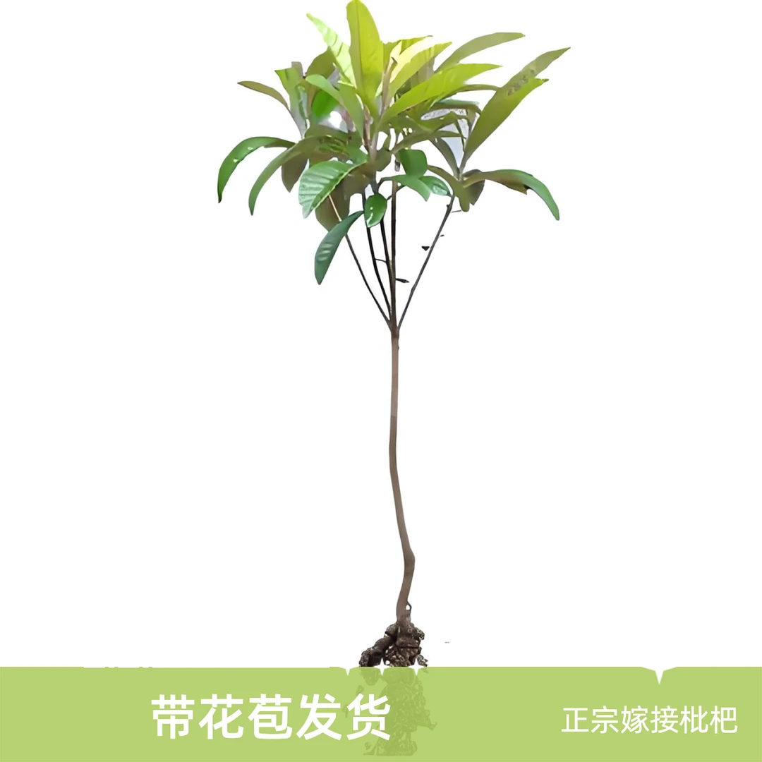 【正宗嫁接】嫁接枇杷果树苗盆栽地栽枇杷苗大五星枇杷果树苗水果苗