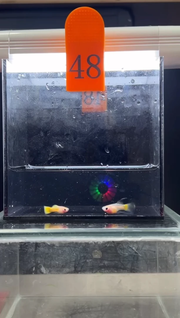孔雀鱼黄金玻璃猫短C48