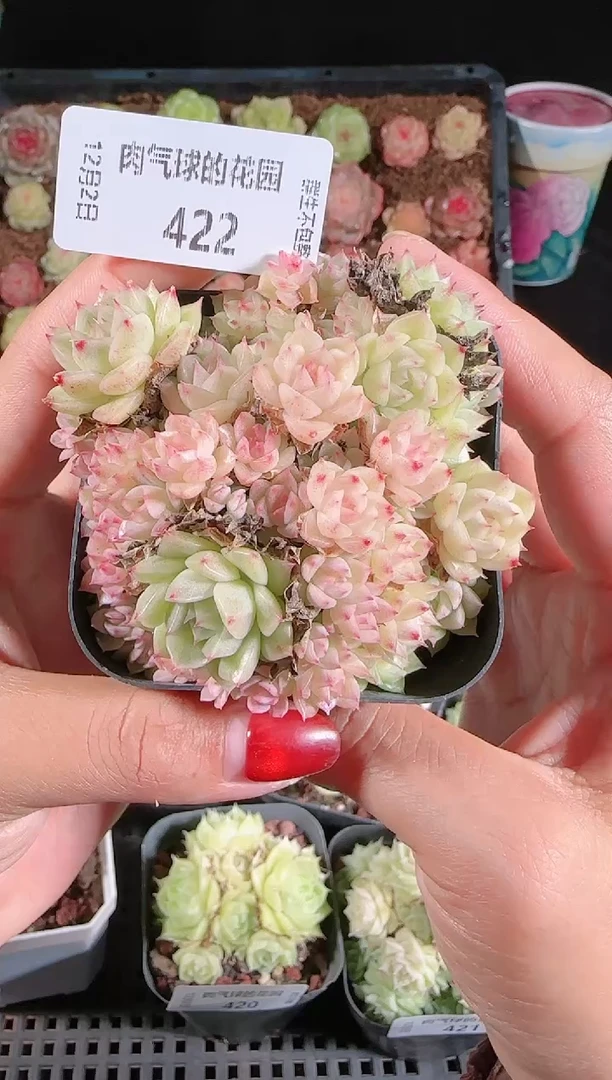 1202-422多肉群生不包整