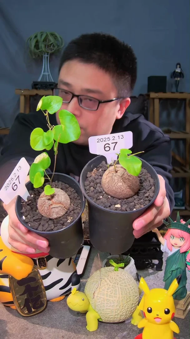 【闪购商品】南非龟甲龙2.13.67