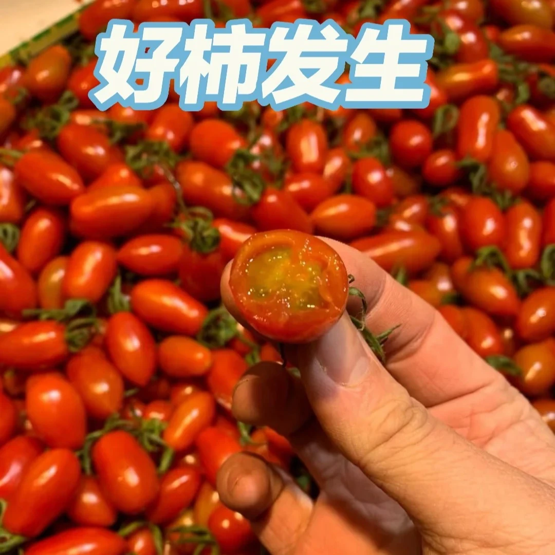 【好柿发生】花生小柿子500g辽宁省