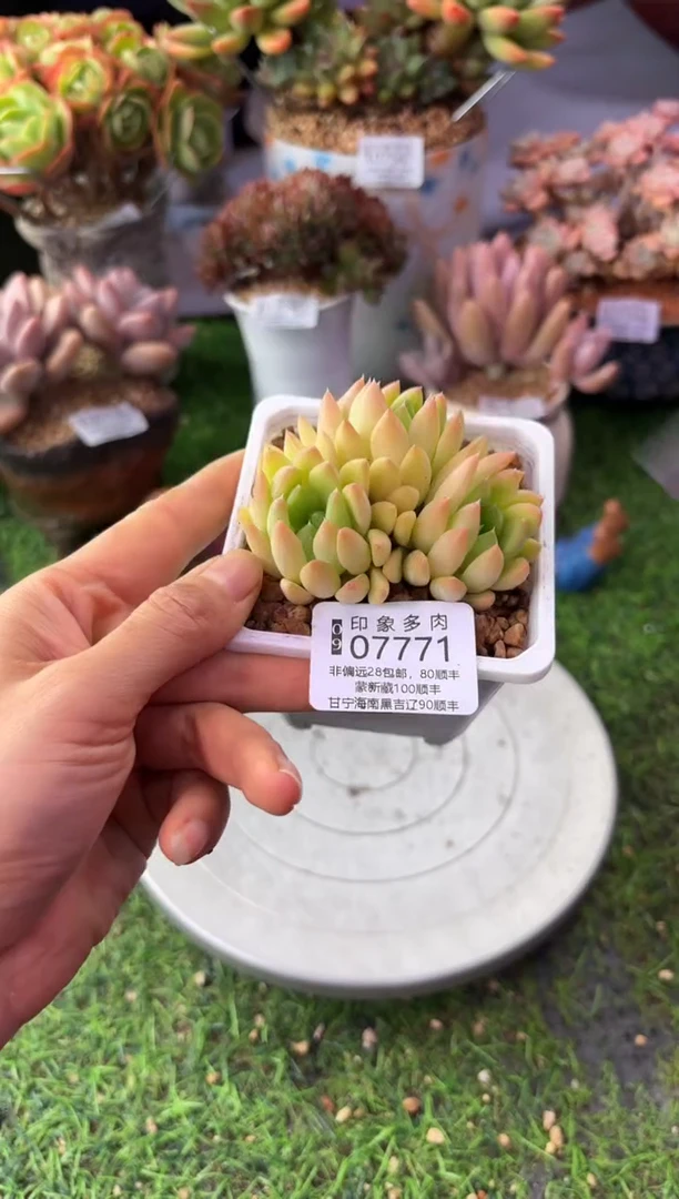 昆明印象多肉07771