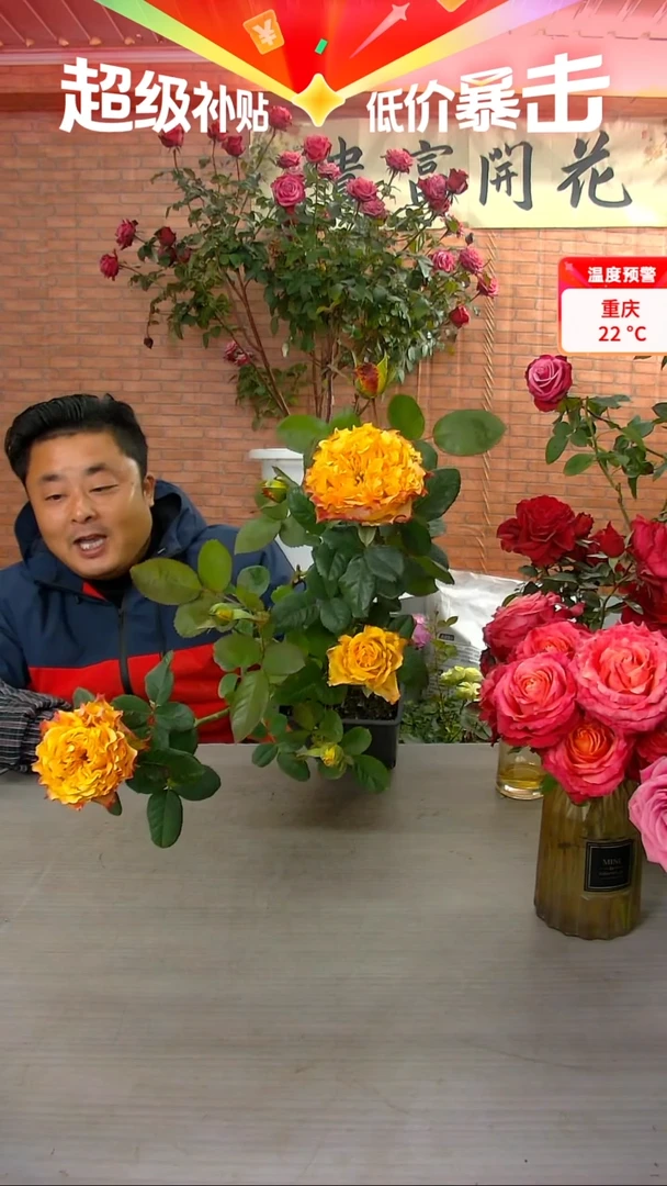 当前无花朵，栽培后可花朵芒果酒吧