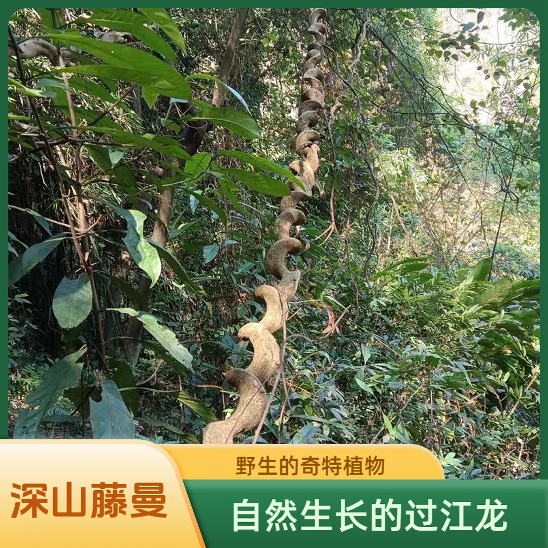 广西野生过江龙新货干片 扁龙藤 过岗龙自然晒干无硫干片好货