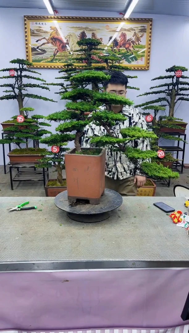 【闪购商品】八斗松/松类活物造型盆景，以直播间截图为啊啊啊啊