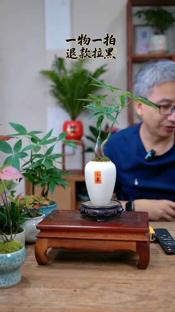 完全开放脱***儿发财树194