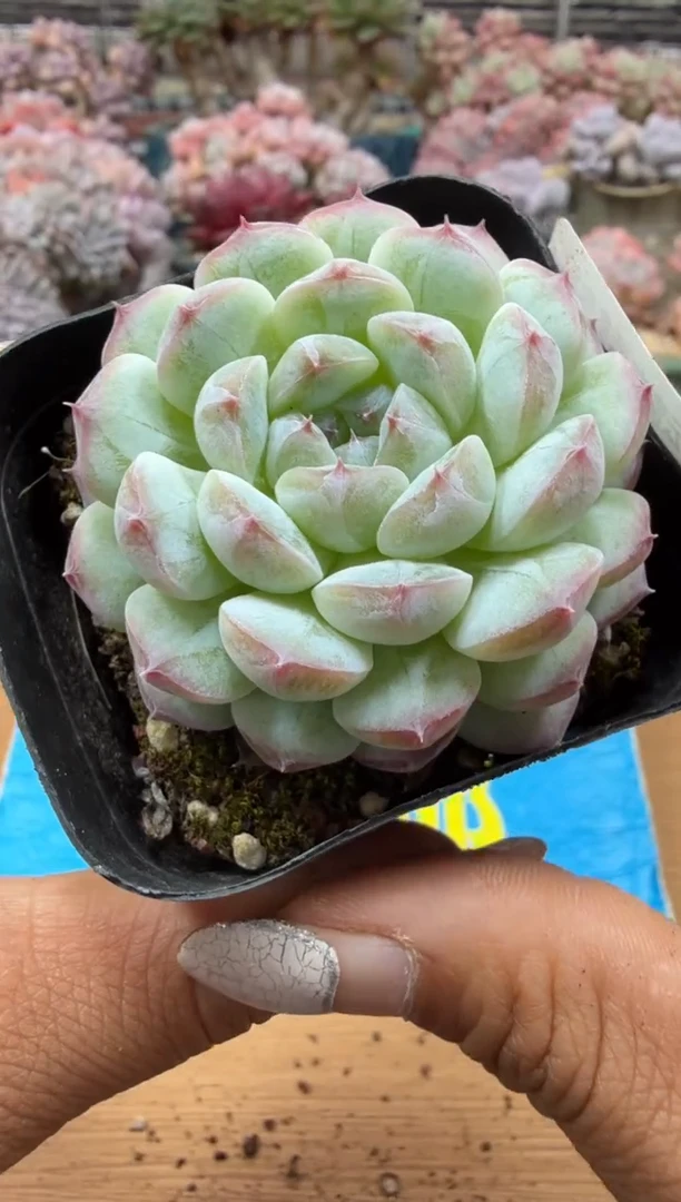 东云多肉园二店-136