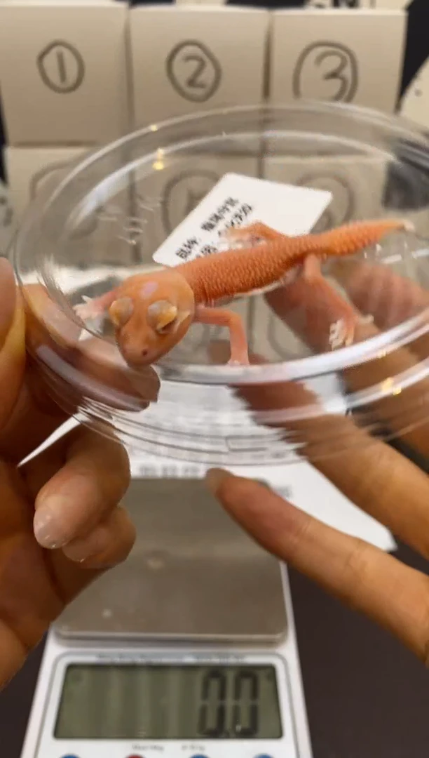 豹纹守宫Scale Tail 爬宠L1