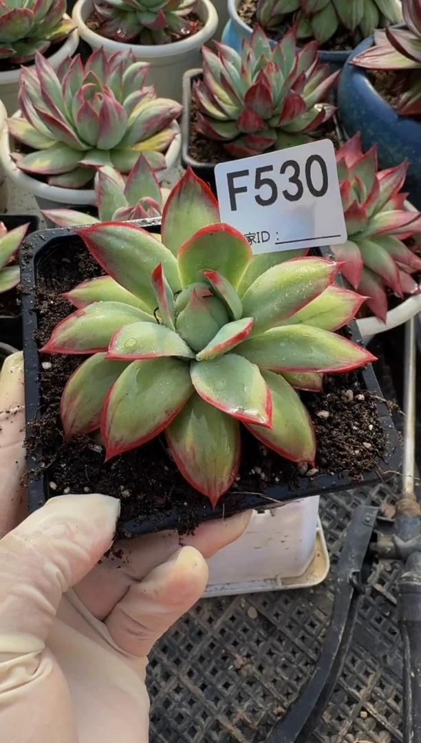 F530惊鸿仙子（裸根发货）