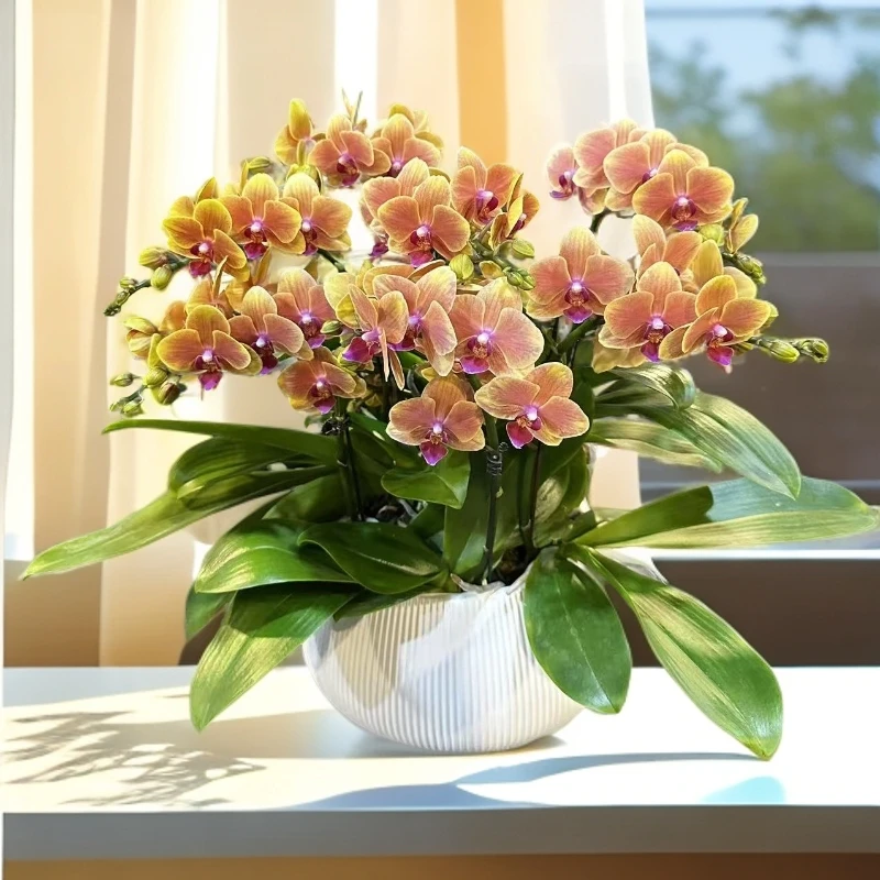 【亲爱的】-梦茜儿的花坊-苗情花好养耐养绿植带花卉盆栽蝴蝶兰
