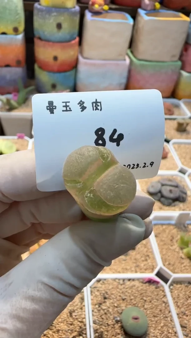 【闪购商品】25.2.9-84
